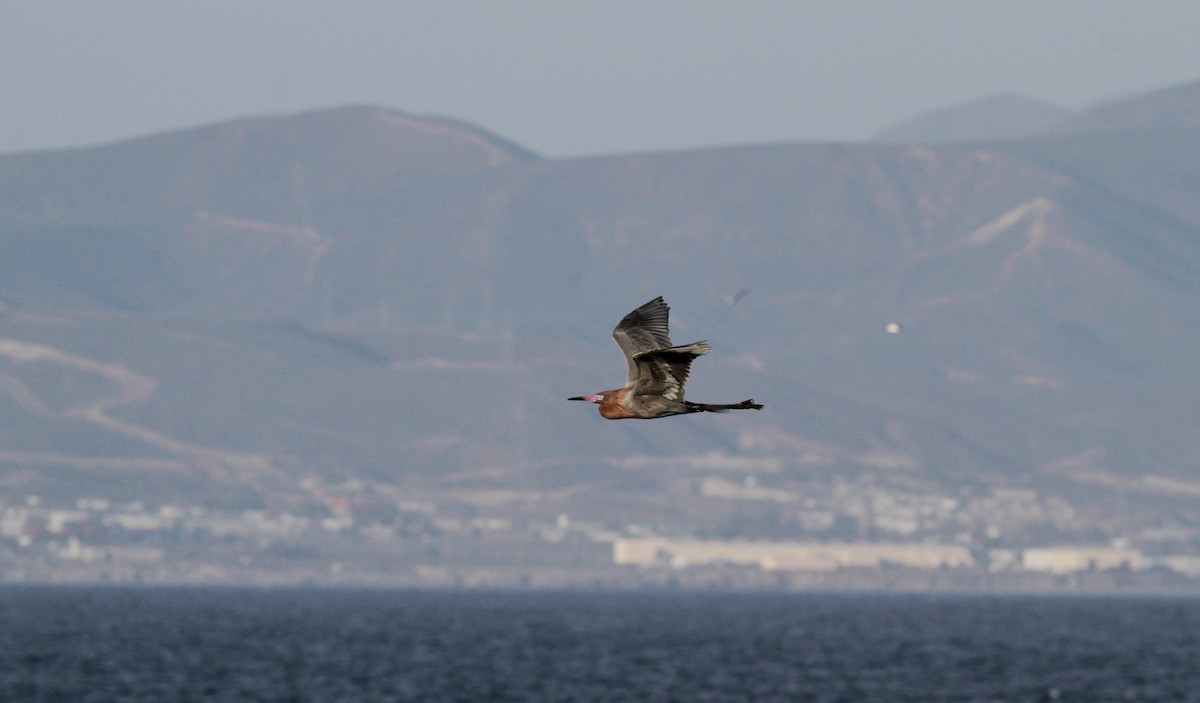 Reddish Egret - ML22551761