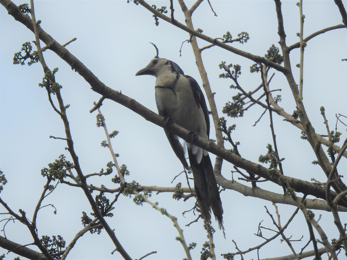 White-throated Magpie-Jay - ML225517991