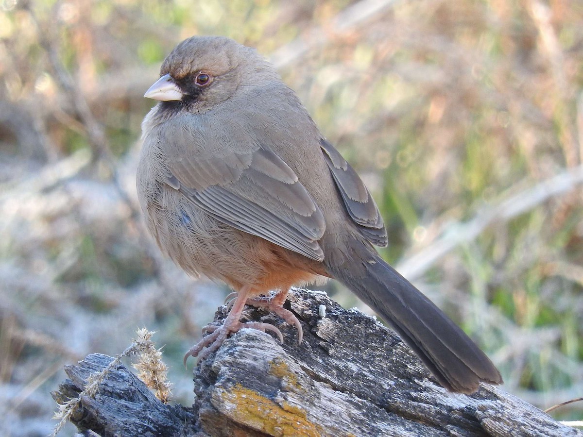 Abert's Towhee - Paul Suchanek