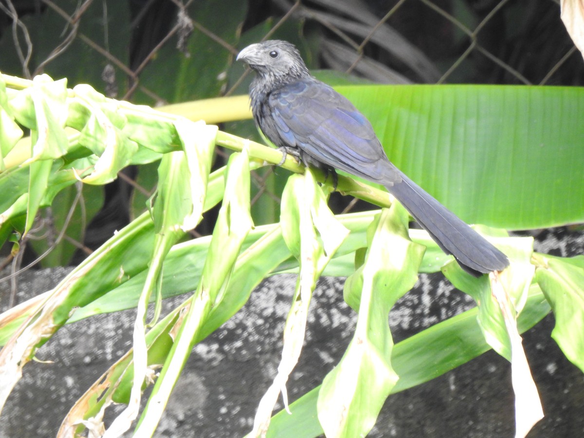 Groove-billed Ani - Heidi  Viteri