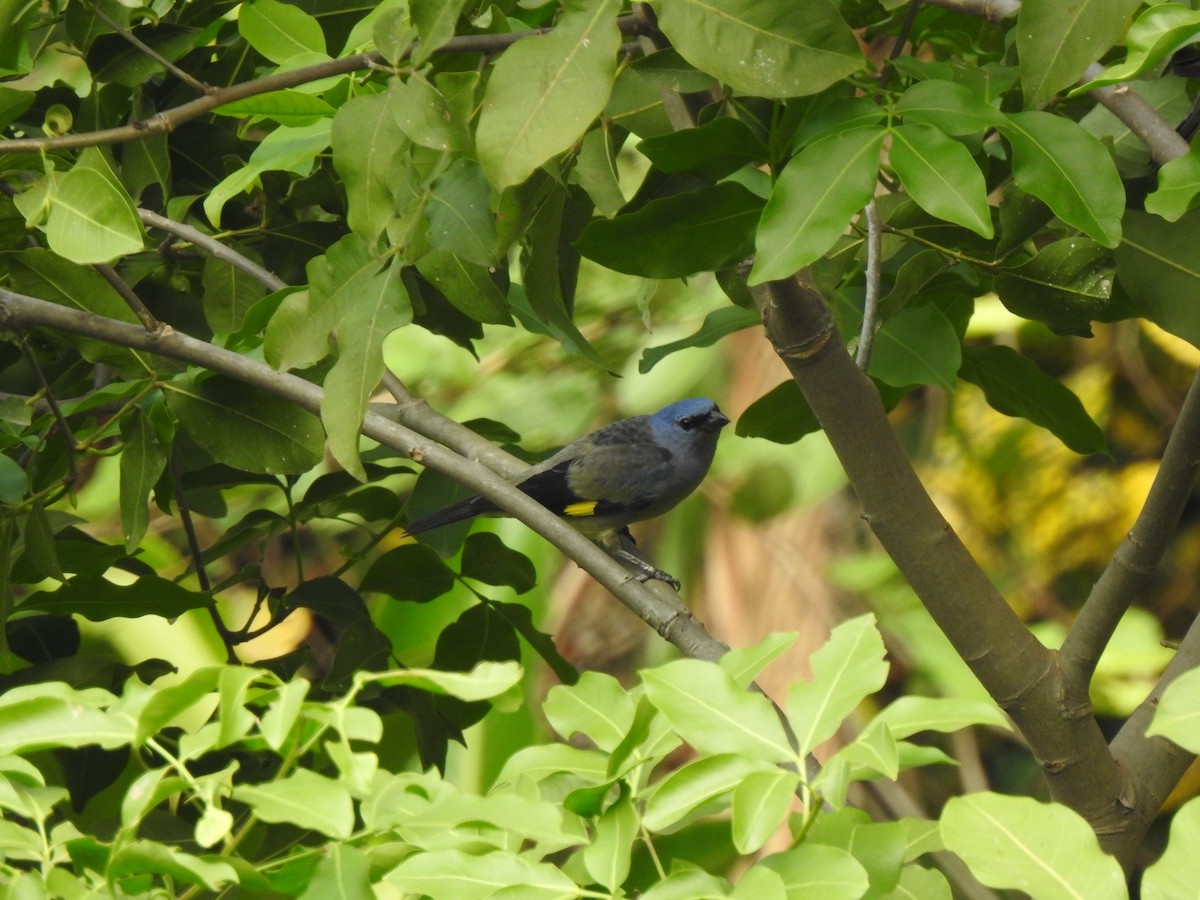 Yellow-winged Tanager - ML225522141