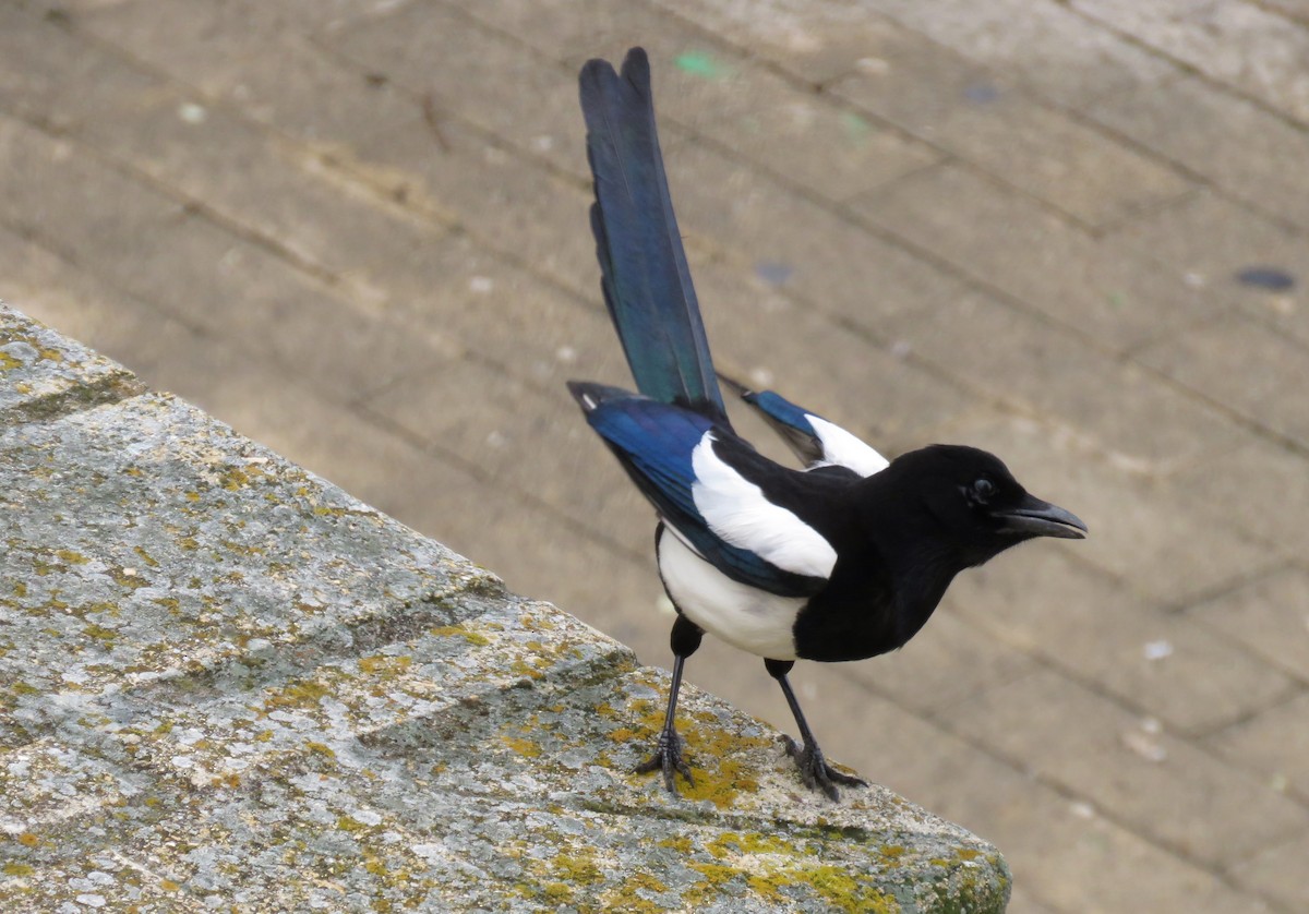 Eurasian Magpie - ML225522731