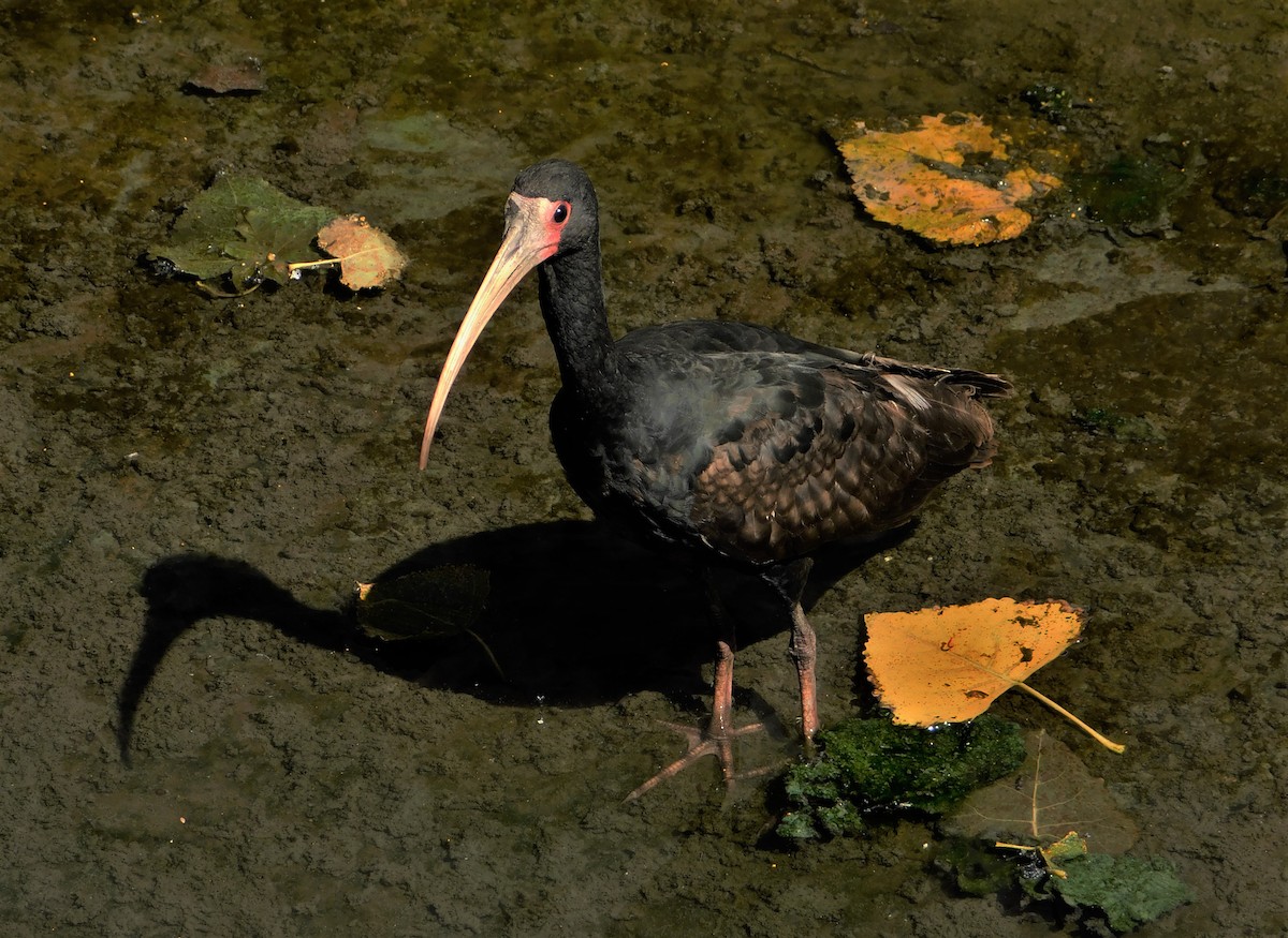 Ibis à face nue - ML225525181