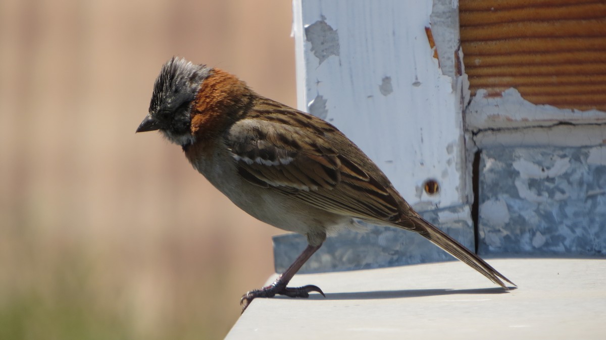Rufous-collared Sparrow - ML225525231