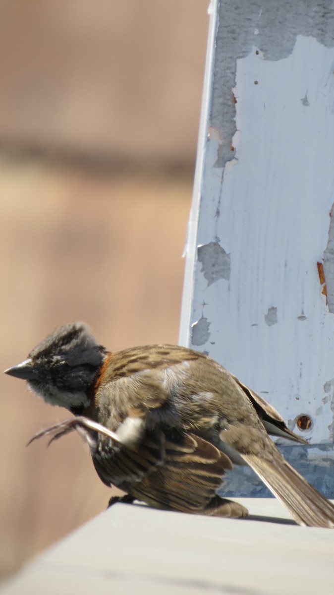Rufous-collared Sparrow - ML225525251