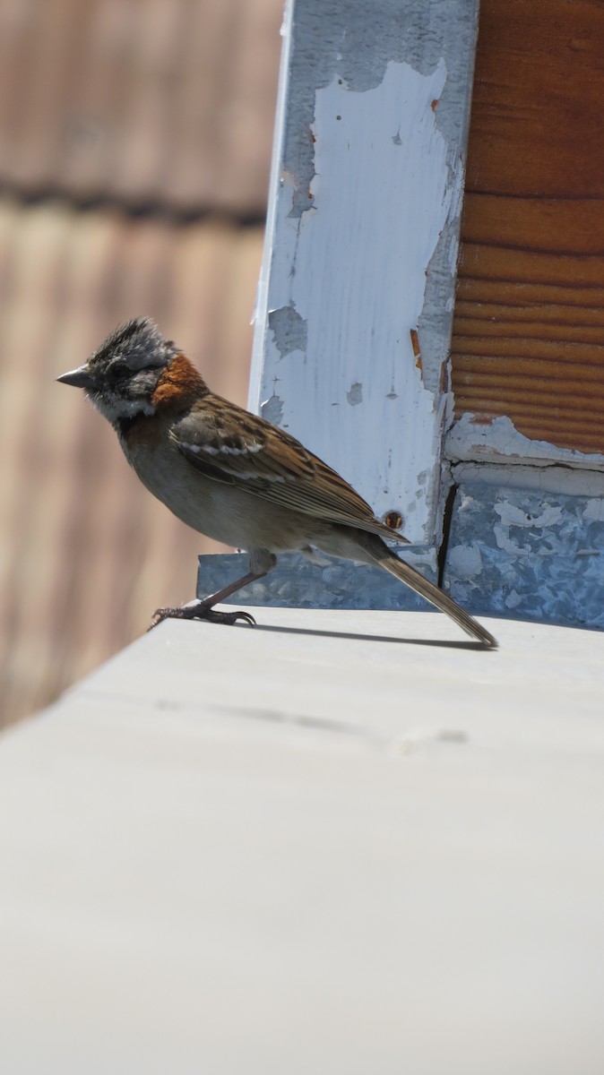 Rufous-collared Sparrow - ML225525261