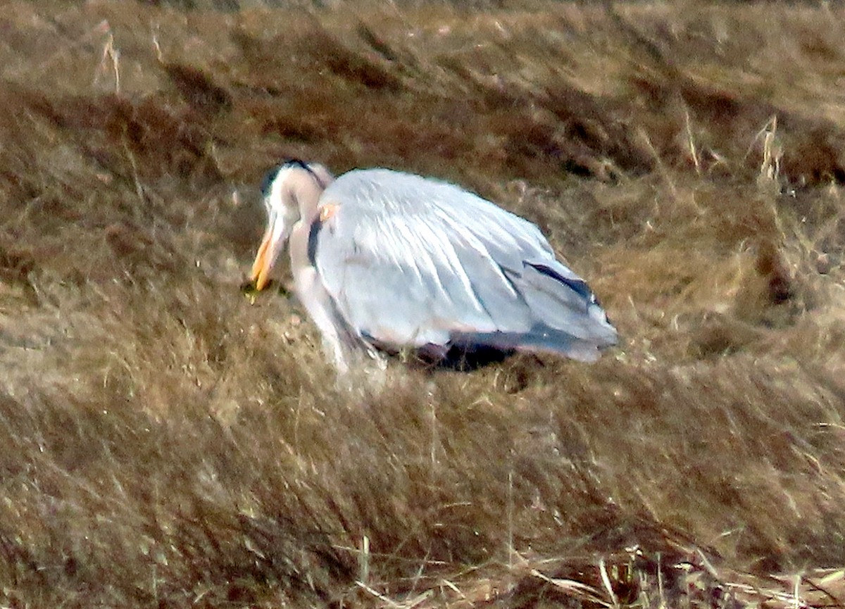 Garza Azulada - ML225525391