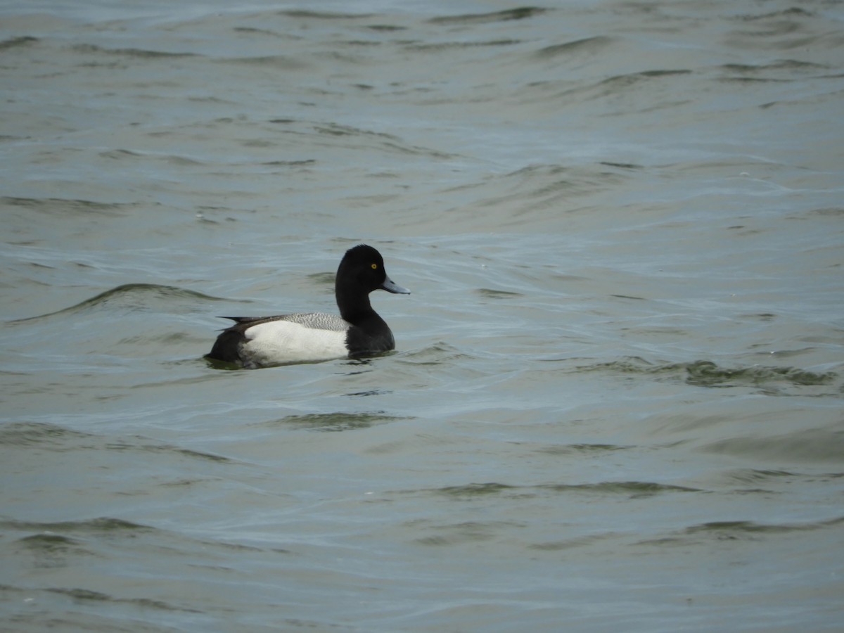 Lesser Scaup - ML225526361