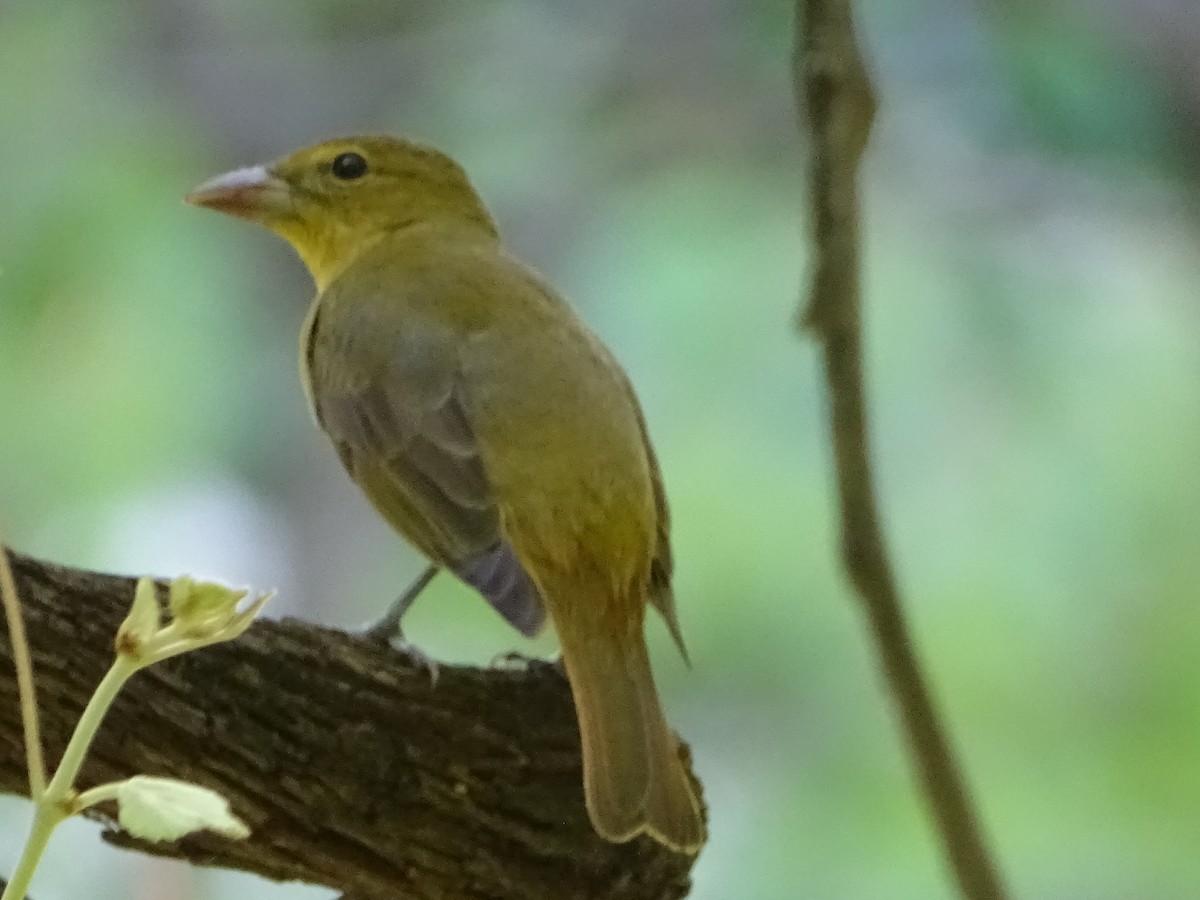 Summer Tanager - ML225526881