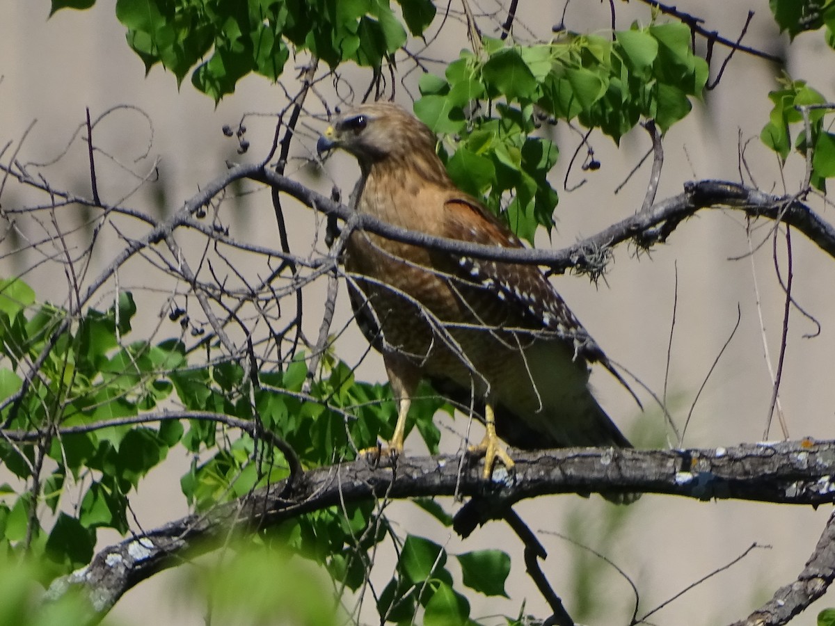 Red-shouldered Hawk - ML225527841