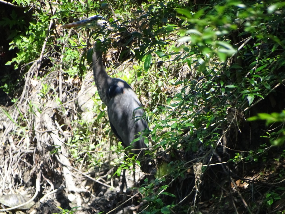 Great Blue Heron - ML225528231