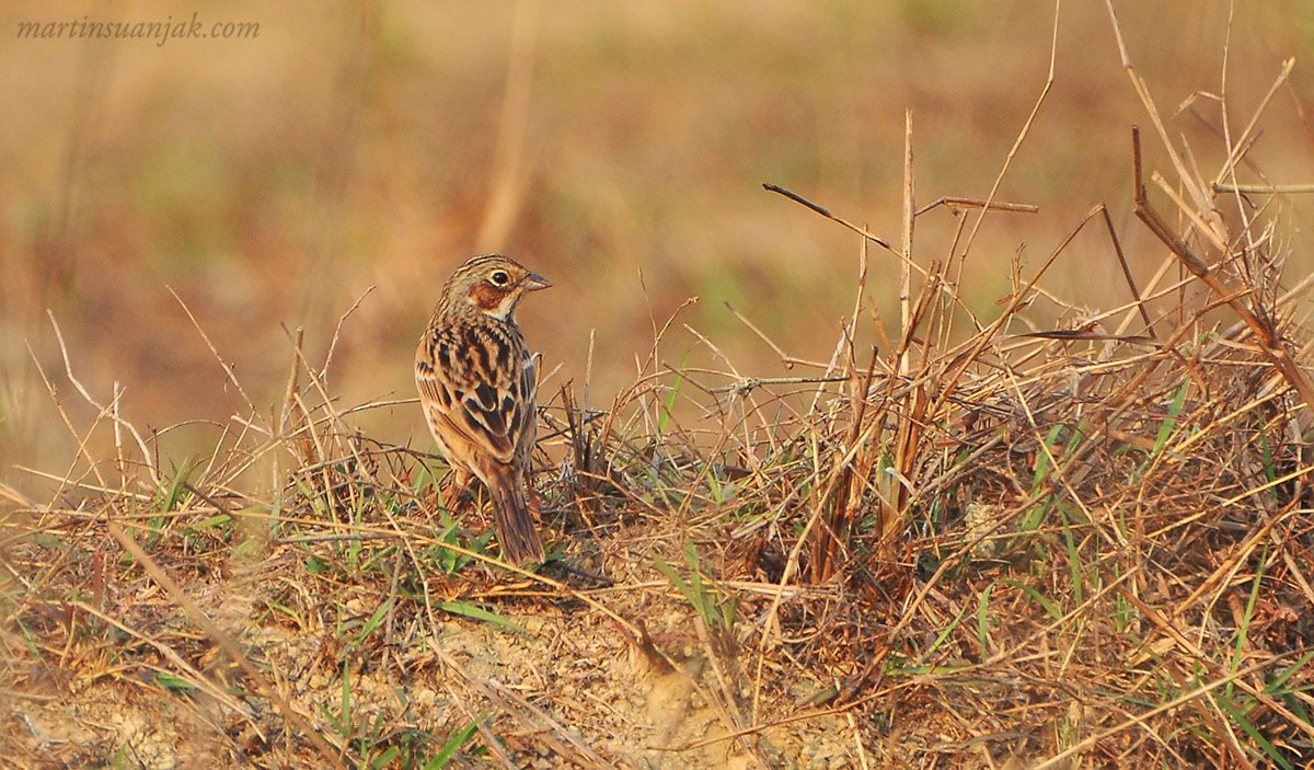 Chestnut-eared Bunting - ML225528821