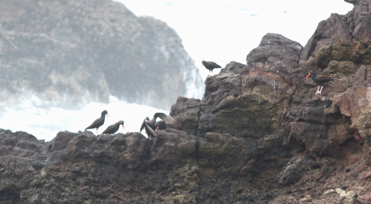 Black Oystercatcher - ML22552971