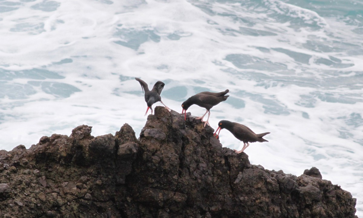 Black Oystercatcher - ML22552981