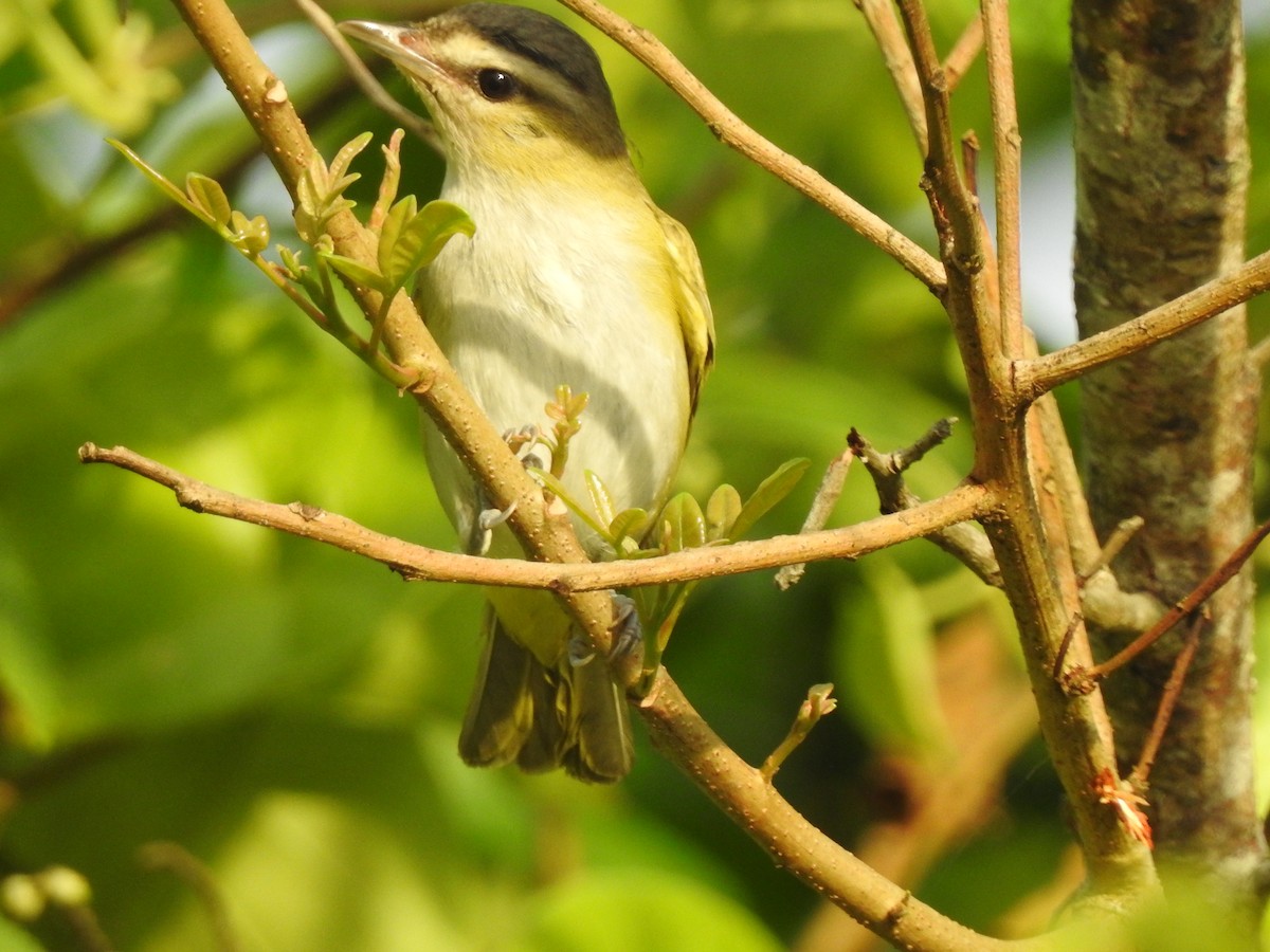 brunøyevireo - ML225530311