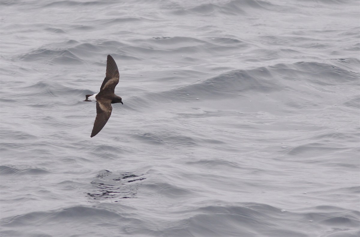 Wedge-rumped Storm-Petrel - Michael O'Brien