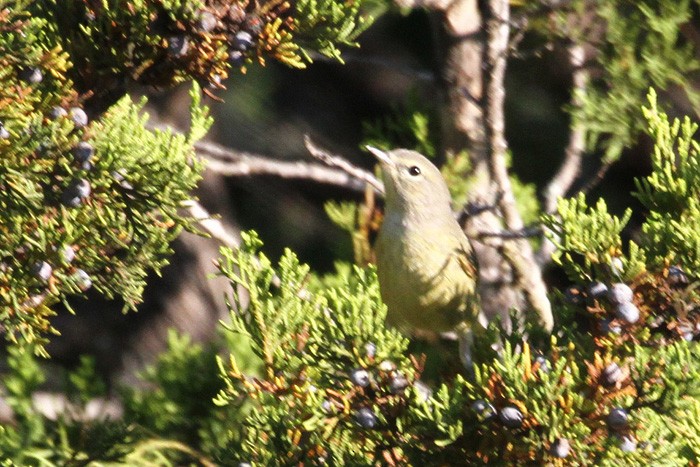 Orange-crowned Warbler - ML225531481