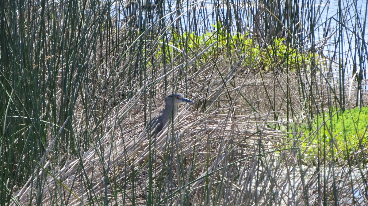 Black-crowned Night Heron - ML225532021