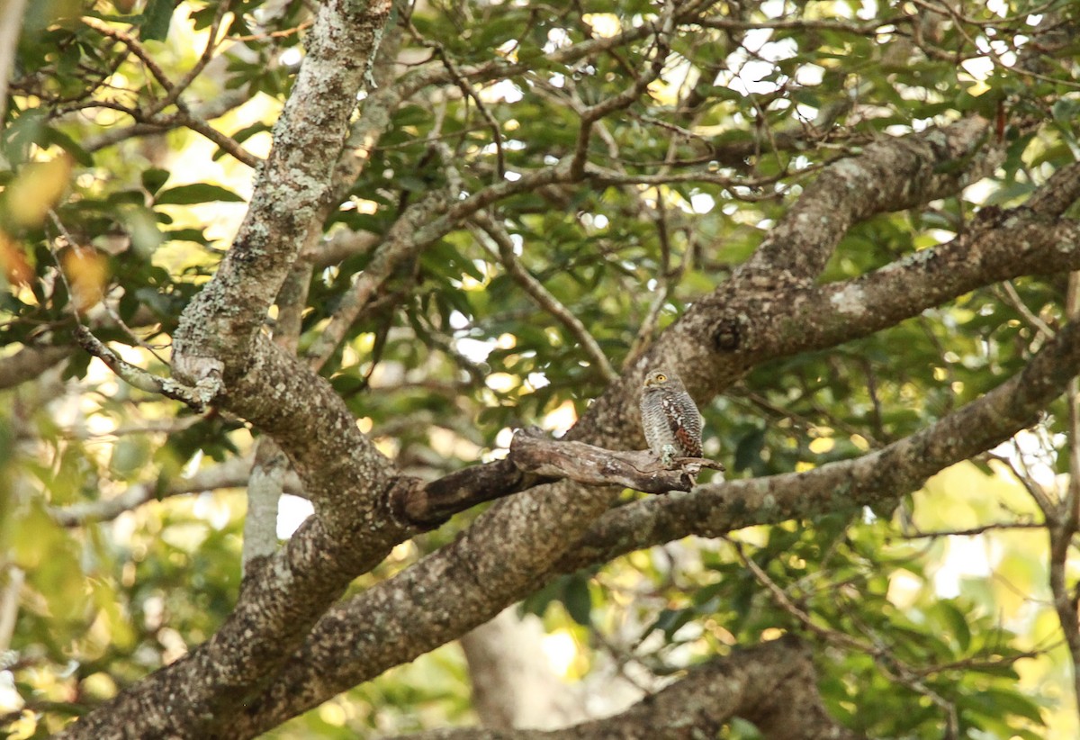 Jungle Owlet - Abdul Rahman