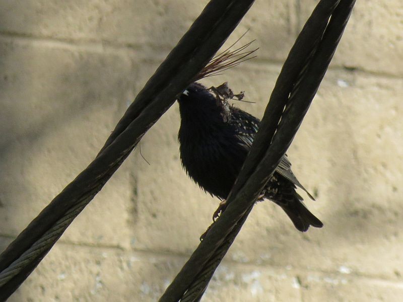 European Starling - Tracy The Birder