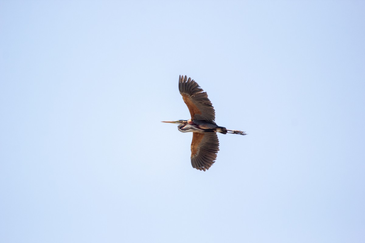 Purple Heron - ML225536301