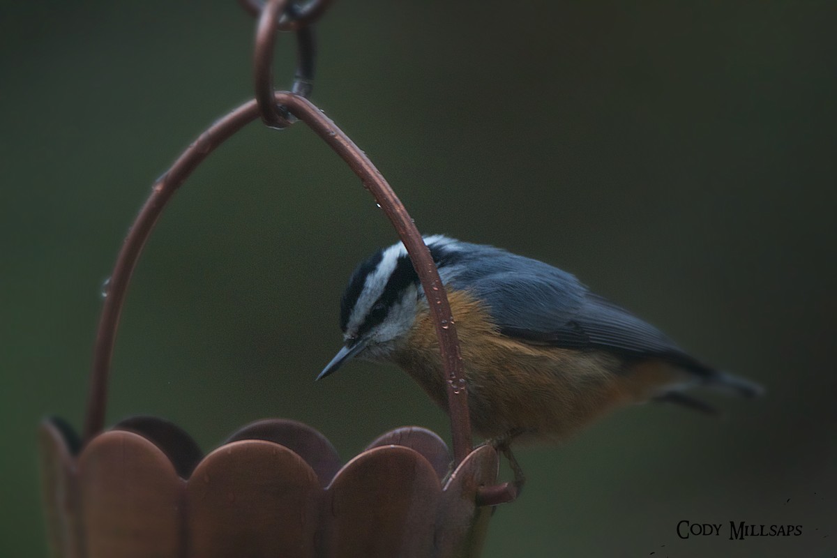 Red-breasted Nuthatch - ML225540711