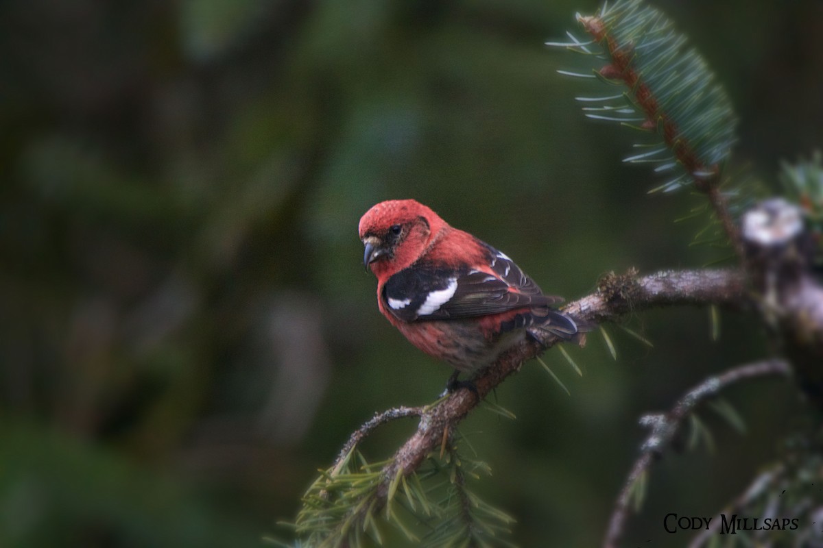 White-winged Crossbill - ML225540731