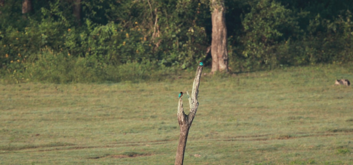 White-throated Kingfisher - ML225541591