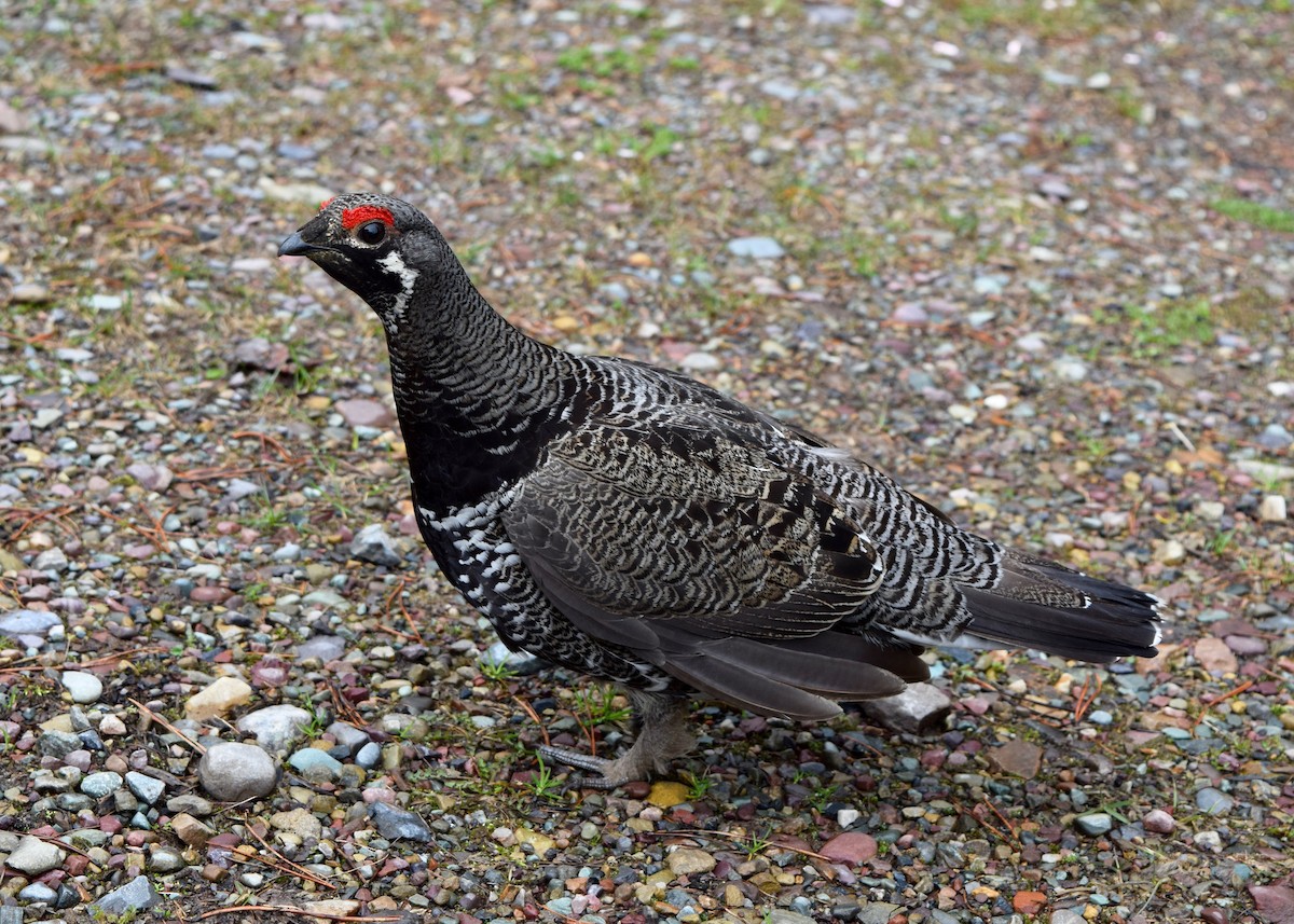 Spruce Grouse - ML225542001