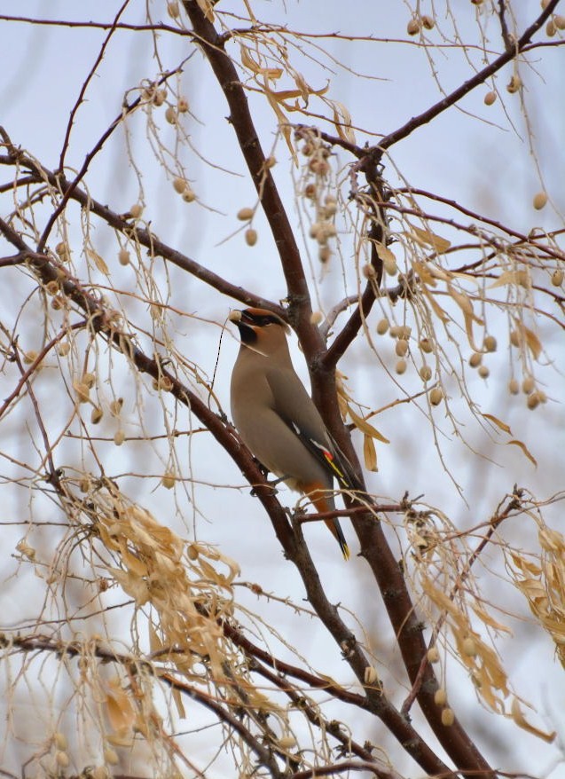 Bohemian Waxwing - Linda Milam