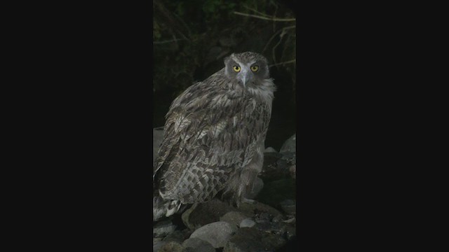 Blakiston's Fish-Owl - ML225543971