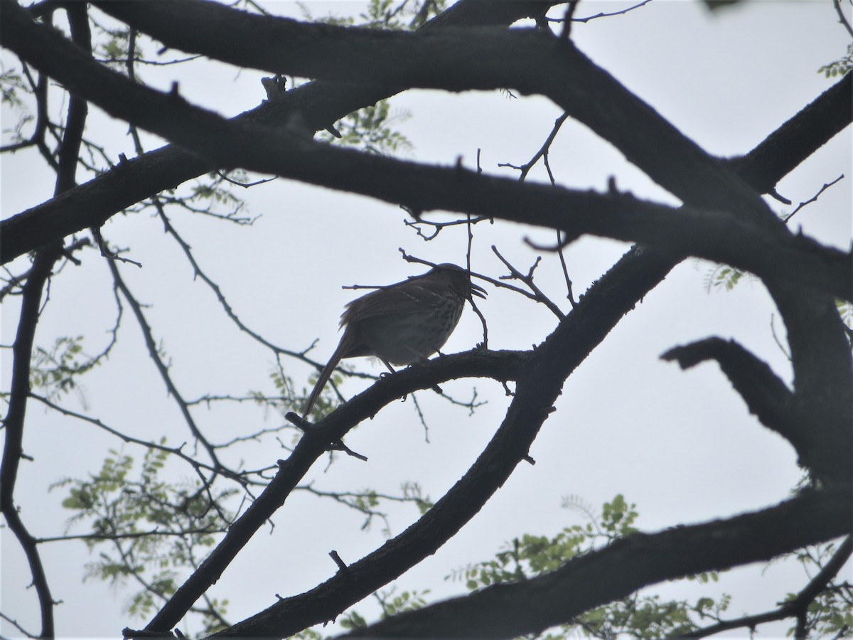 Brown Thrasher - Marti Eisentraut