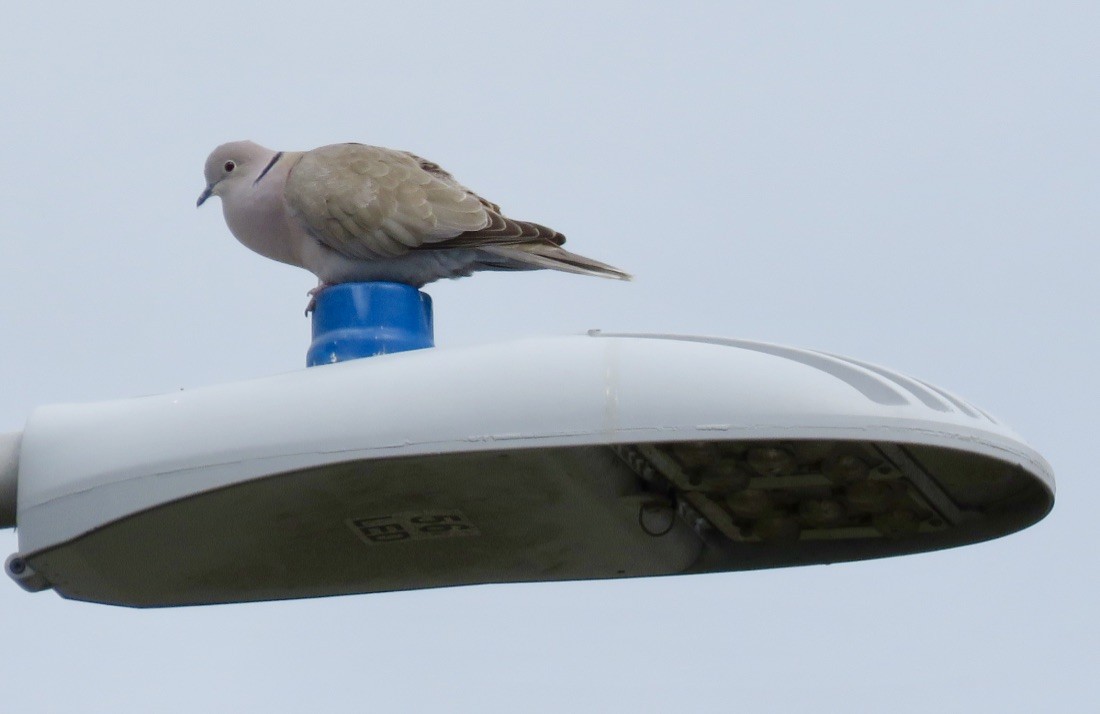 Eurasian Collared-Dove - Jennifer Rycenga