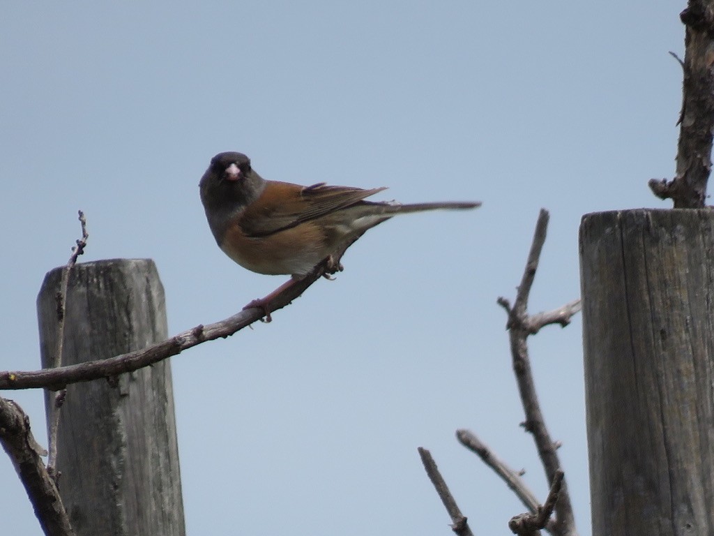 Dark-eyed Junco - ML225547061