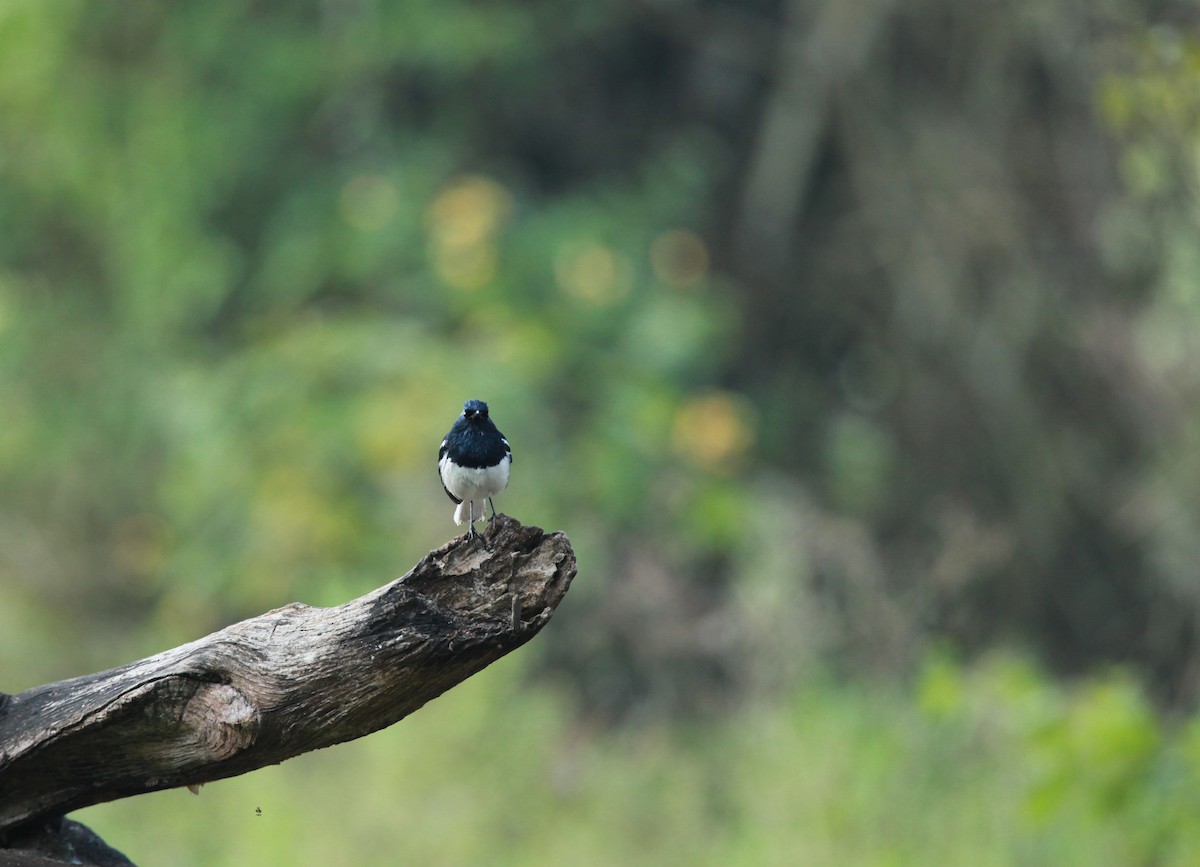 Oriental Magpie-Robin - Abdul Rahman