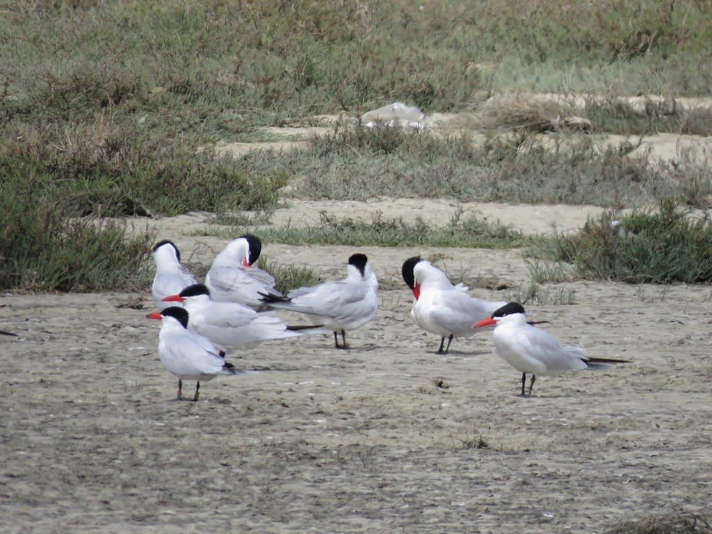 Caspian Tern - ML225547811