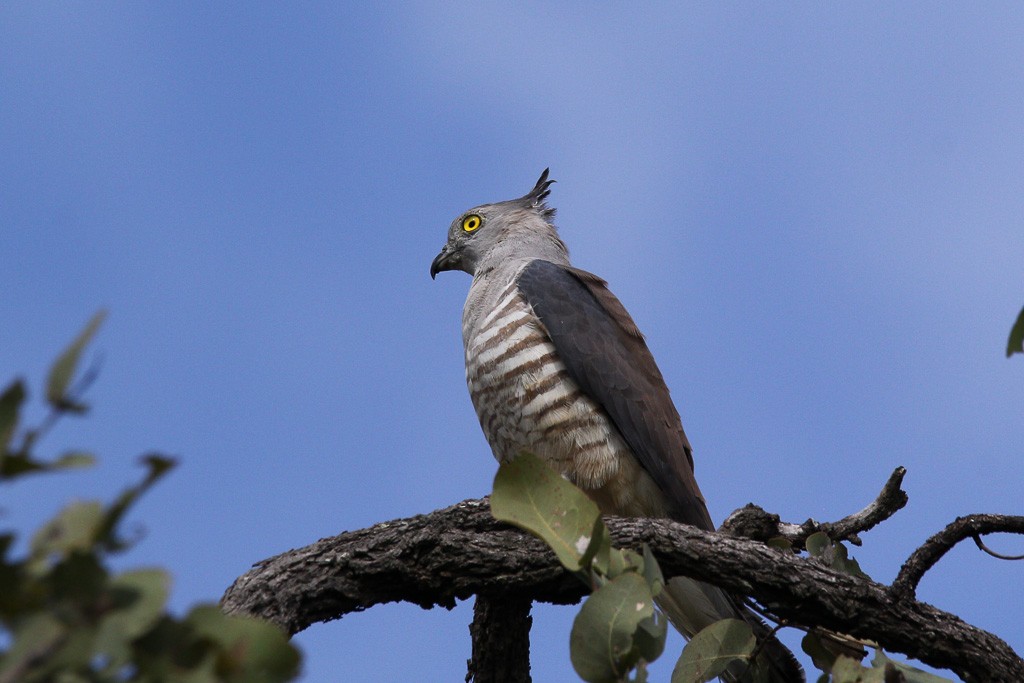 Pacific Baza - Andrew Naumann