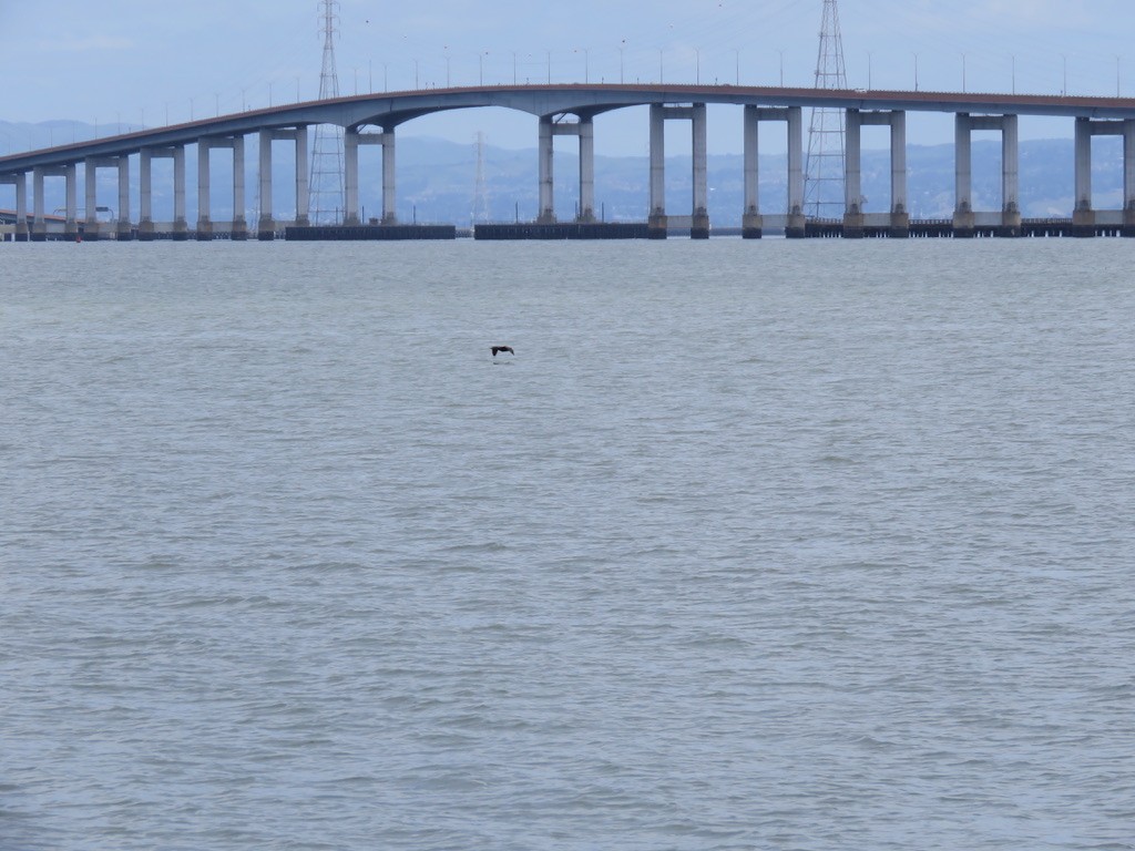 Double-crested Cormorant - ML225548611