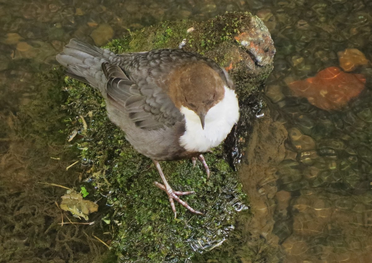 White-throated Dipper - ML225548631