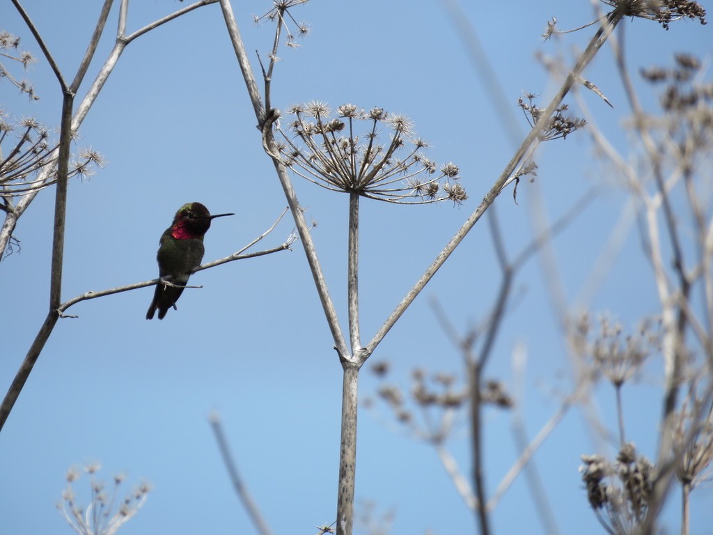 Anna's Hummingbird - ML225549071