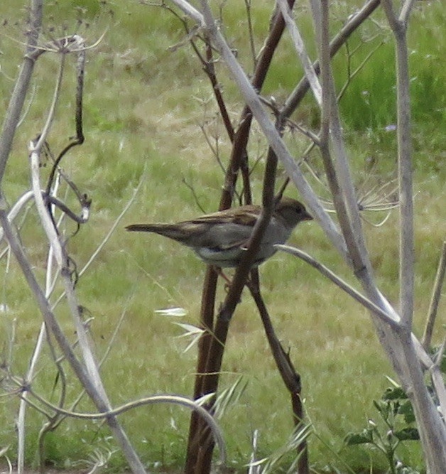 House Sparrow - ML225550531