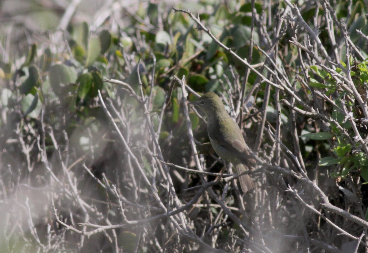 Orange-crowned Warbler - ML22555081