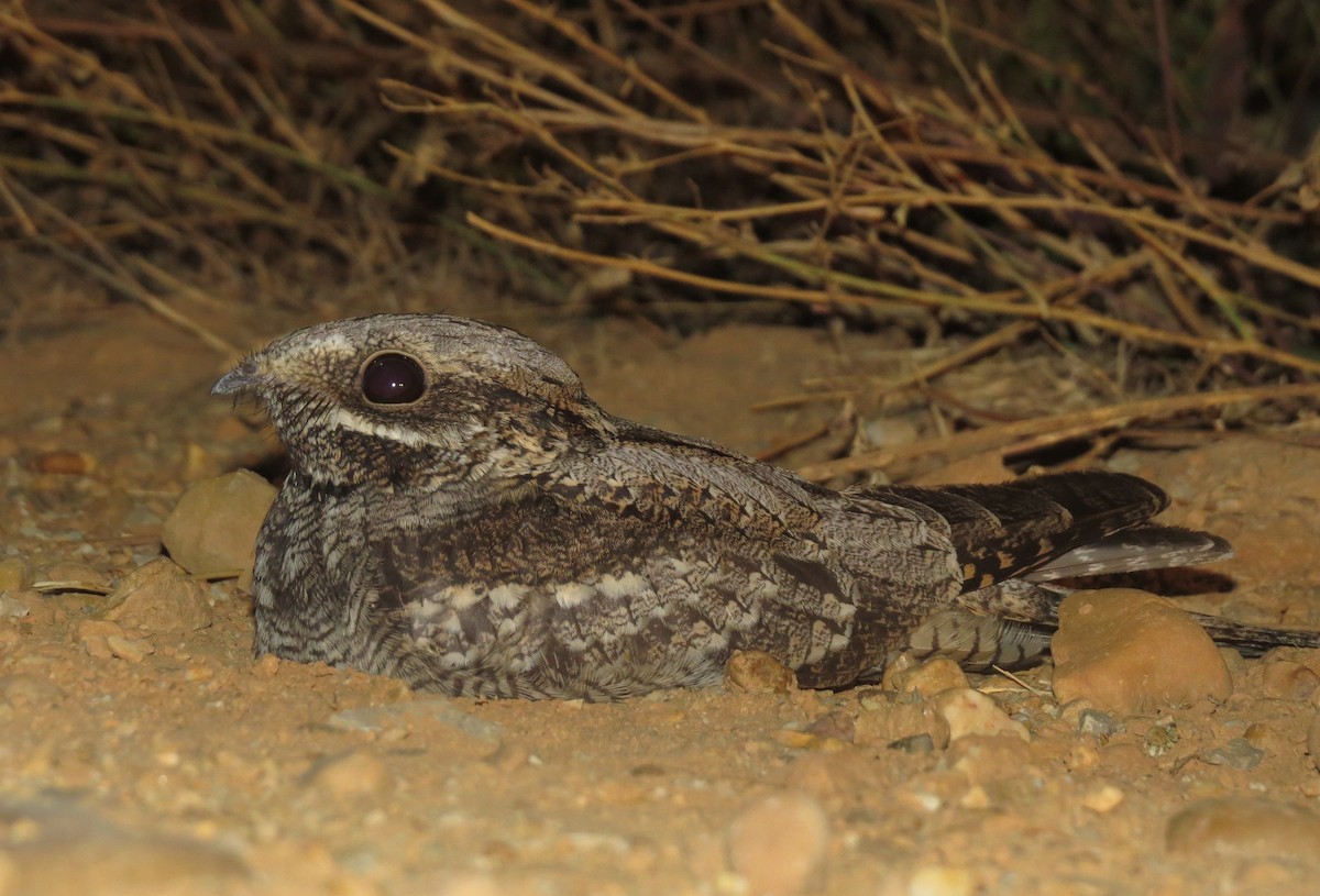 Eurasian Nightjar - ML225551071