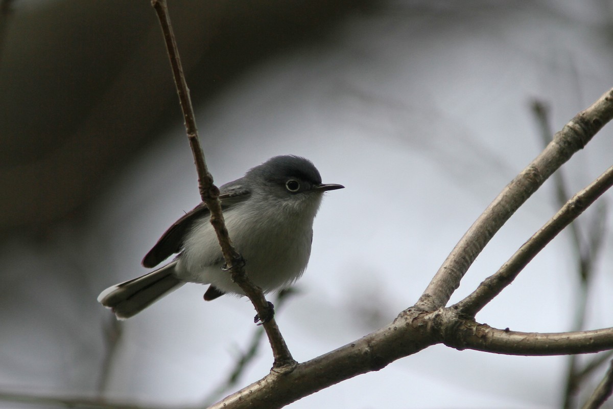 Blue-gray Gnatcatcher - ML225551161