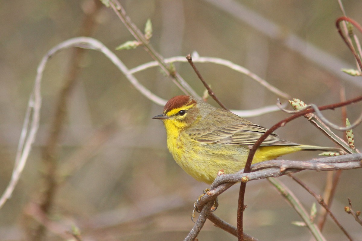 Palm Warbler (Yellow) - ML225551241