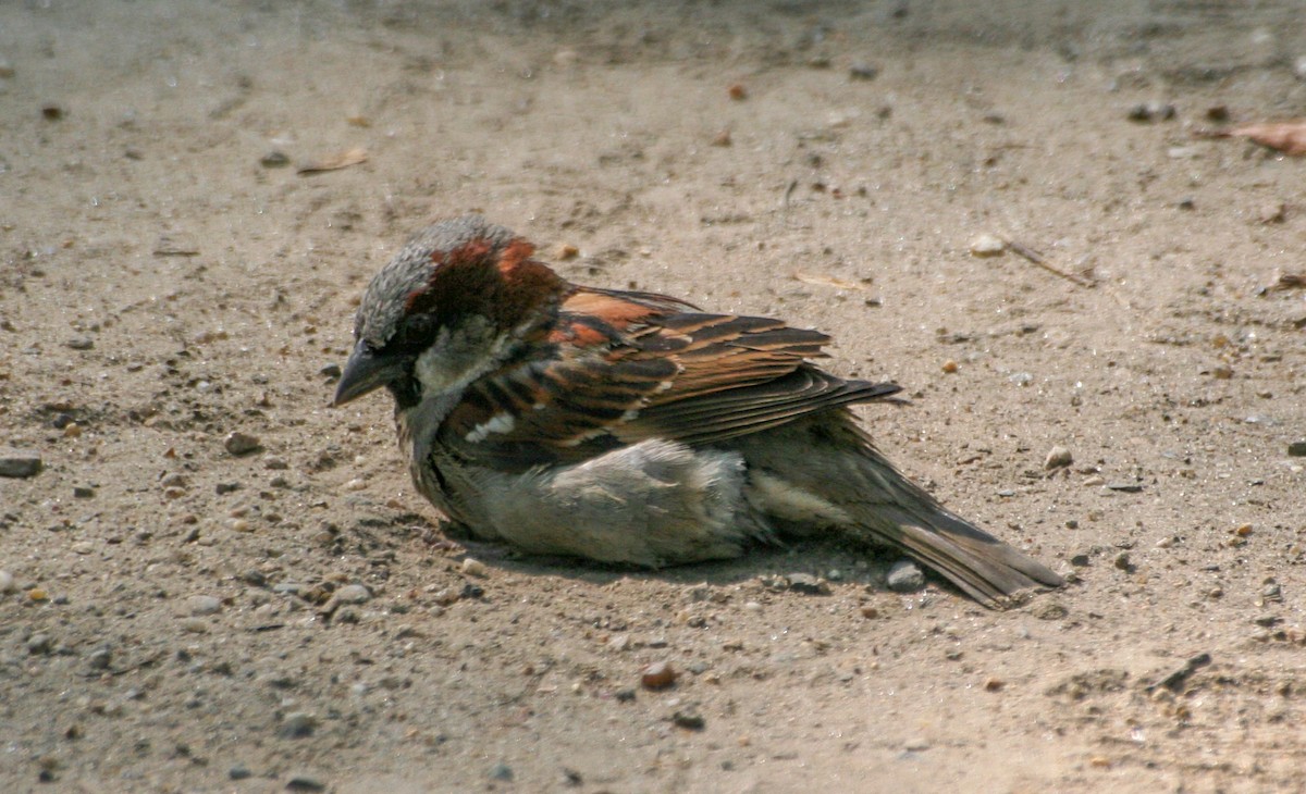 House Sparrow - ML225551771