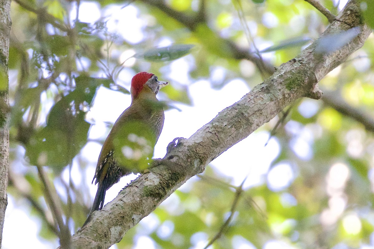 Streak-breasted Woodpecker - ML225551871