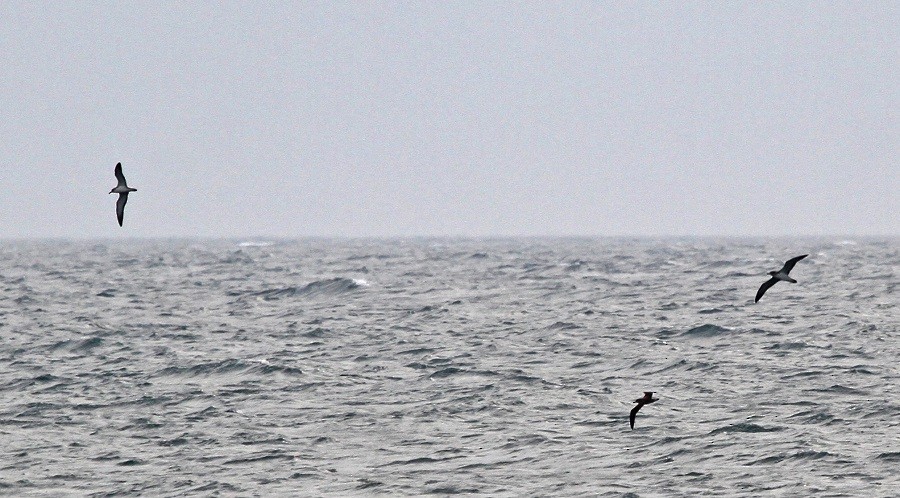 Cory's Shearwater - Dimitris  Kokkinidis