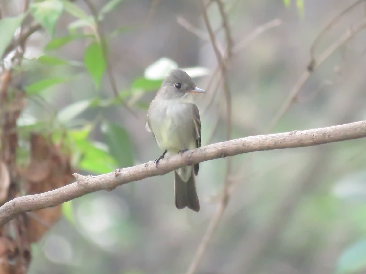 Eastern Wood-Pewee - ML225552541