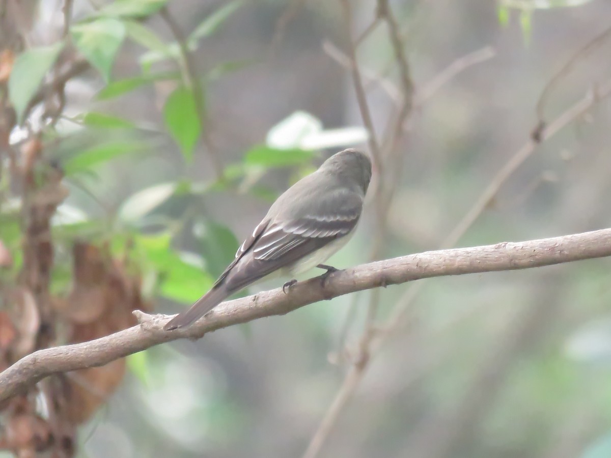 Eastern Wood-Pewee - ML225552671